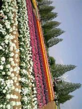 お花畑
