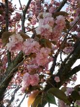 ピンクの花