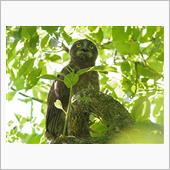 アオバズクの雛が巣立った