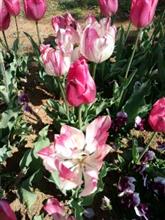 ピンクと白の花 ピンクと白の花