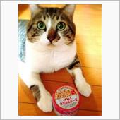 猫は丸い