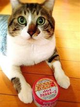 猫は丸い