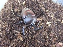 カブトムシが成虫になりました