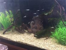 熱帯魚ヽ(`・ω・´)ノ 熱帯魚ヽ(`・ω・´)ノ