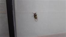 網戸の蝉 網戸の蝉