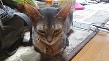 産まれてる！！(*^_^*)　（猫ブログ）