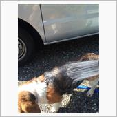 洗車!→洗車!!→洗犬⁉︎