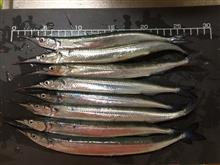 夏の風物詩、サヨリ