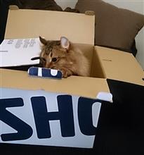なんとか生きてます