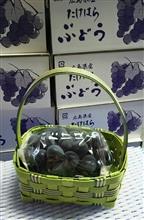 ピオーネの収穫開始です。