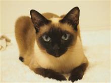 珍猫!!白いロシアンブルー?? (=^・^=) (猫ブログ) 珍猫!!白いロシアンブルー?? (=^・^=) (猫ブログ)