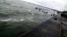 強風 霞ヶ浦釣行 強風 霞ヶ浦釣行