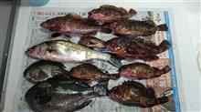 雨の中の釣果