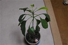 アボカド。種から９か月。
