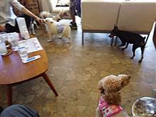 保護犬カフェ☕😌✨