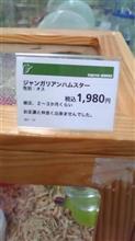 田舎もんにゃ…
