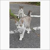 のら猫