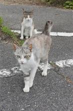 のら猫