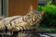 愛猫　オン　ザ　レヴォーグ（Ｔ＾Ｔ）