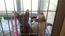 （続）珍猫？白いロシアンブルー！？　ファミリーになりました(=^・^=)　（猫ブログ）