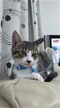 ペット始めました。