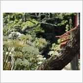 北條寺の彼岸花と御浜岬