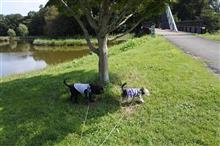 古河の公園