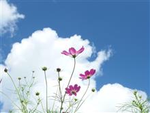 富士の麓の花畑と西川林道のロケハン