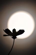 moonlight