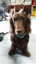 ポンコツ青メタ全塗装①