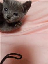 お部屋拡張！！２種類３本のキャットブリッジがかかりました(=^ェ^=)　（猫ブログ）