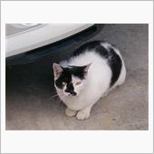 なつかない地域猫ちゃん。