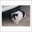 なつかない地域猫ちゃん。