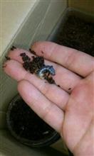 コクワの幼虫