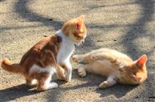 小猫から成猫に