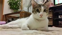 里帰り 里帰り