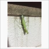 ボチボチと