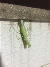 ボチボチと