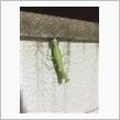 ボチボチと