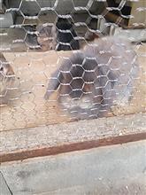 初動物園