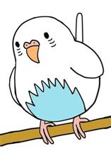セキセイインコの・・・名前は？