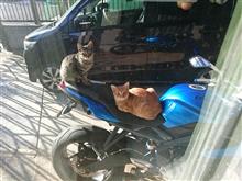 キャットタワー再び
