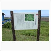 ハマナス自生南限地帯