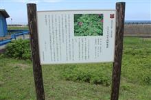 ハマナス自生南限地帯