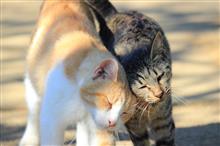 癒しの猫