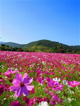 しまばら芝桜公園🌸秋桜☆彡 しまばら芝桜公園🌸秋桜☆彡