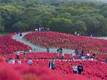 ひたちなか海浜公園でコキアの紅葉を見てきました！