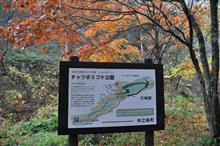 チャツボミゴケ公園