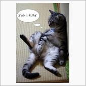 今日は…