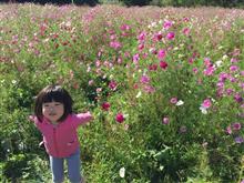 秋桜（コスモス）畑